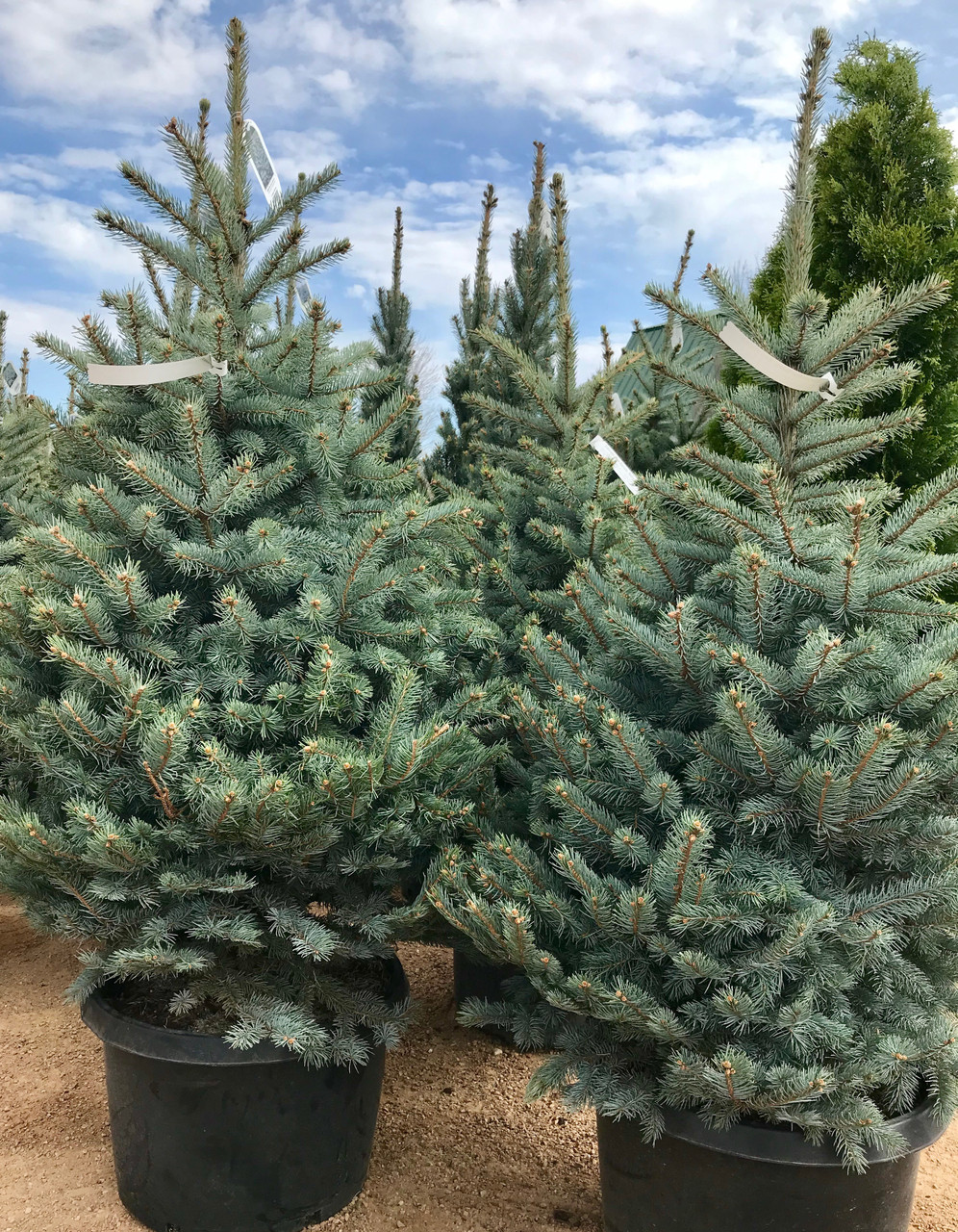 Picea Pungens (Baby Blue Spruce) 'Blue Is Cool