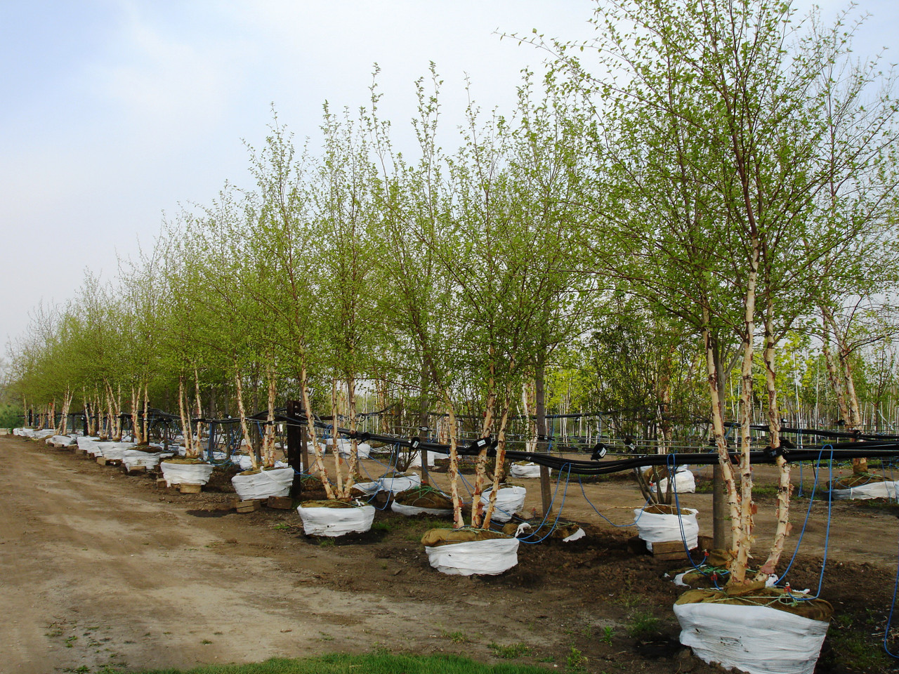 Birch Trees: Planting & Caring for Birches