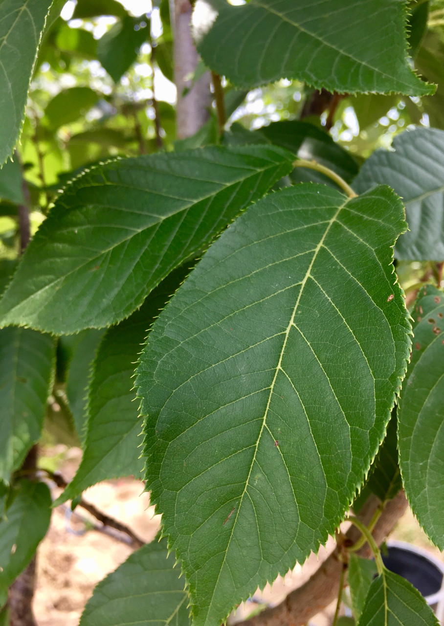 japanese cherry tree leaf
