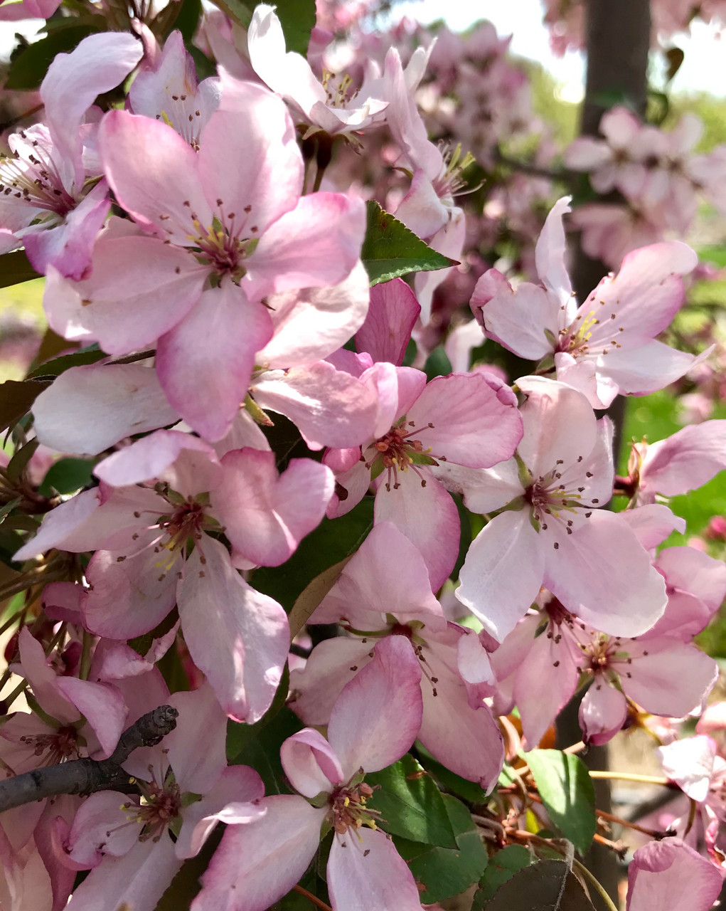 ‘Pink Spires’ Crabapple