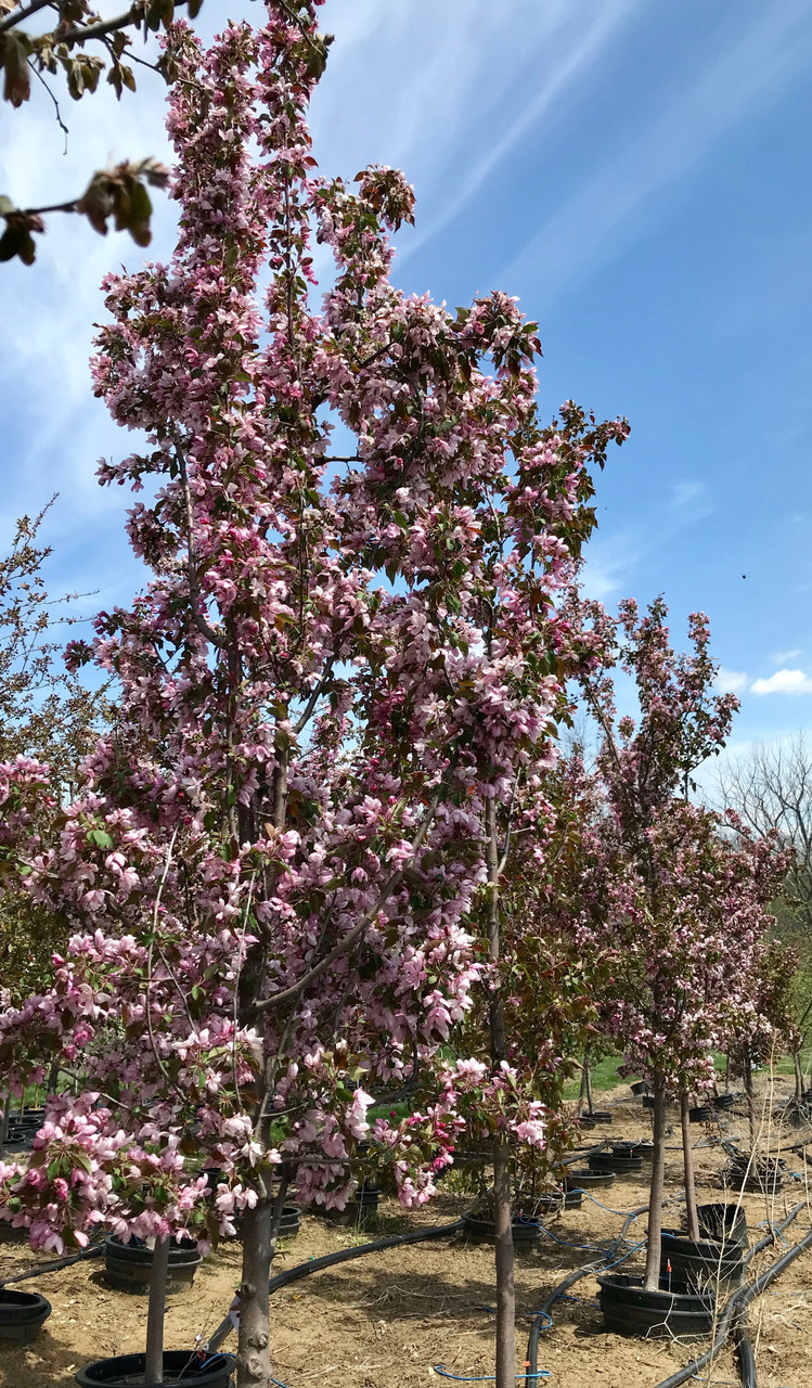 ‘Pink Spires’ Crabapple