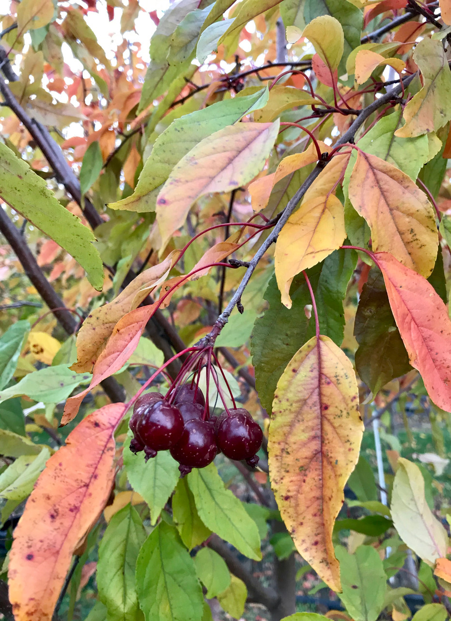 'Purple Prince' Crabapple
