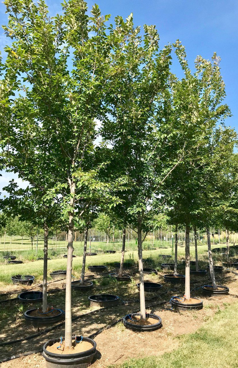 Triumph™ Elm Tree (Ulmus Morton Glossy)