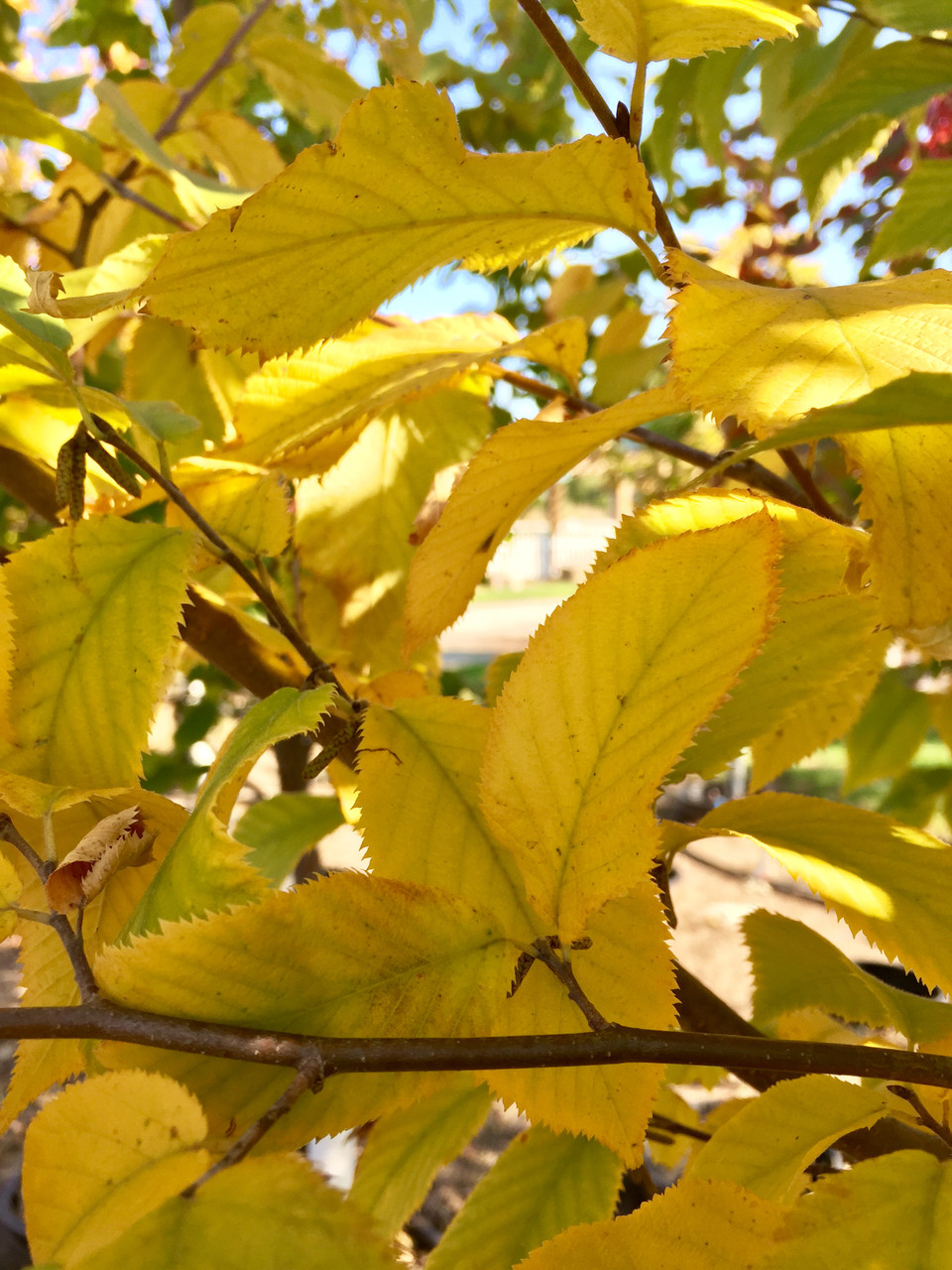American Hophornbeam