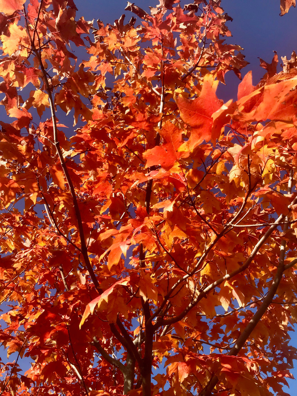 Legacy® Sugar Maple