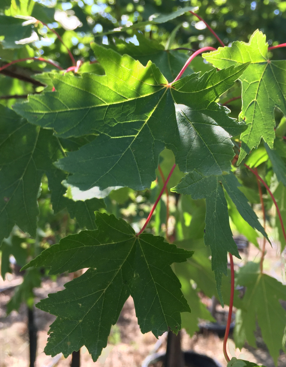 Sienna Glen® Freeman Maple