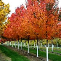 Freeman Maple, Sienna Glen TimberPine