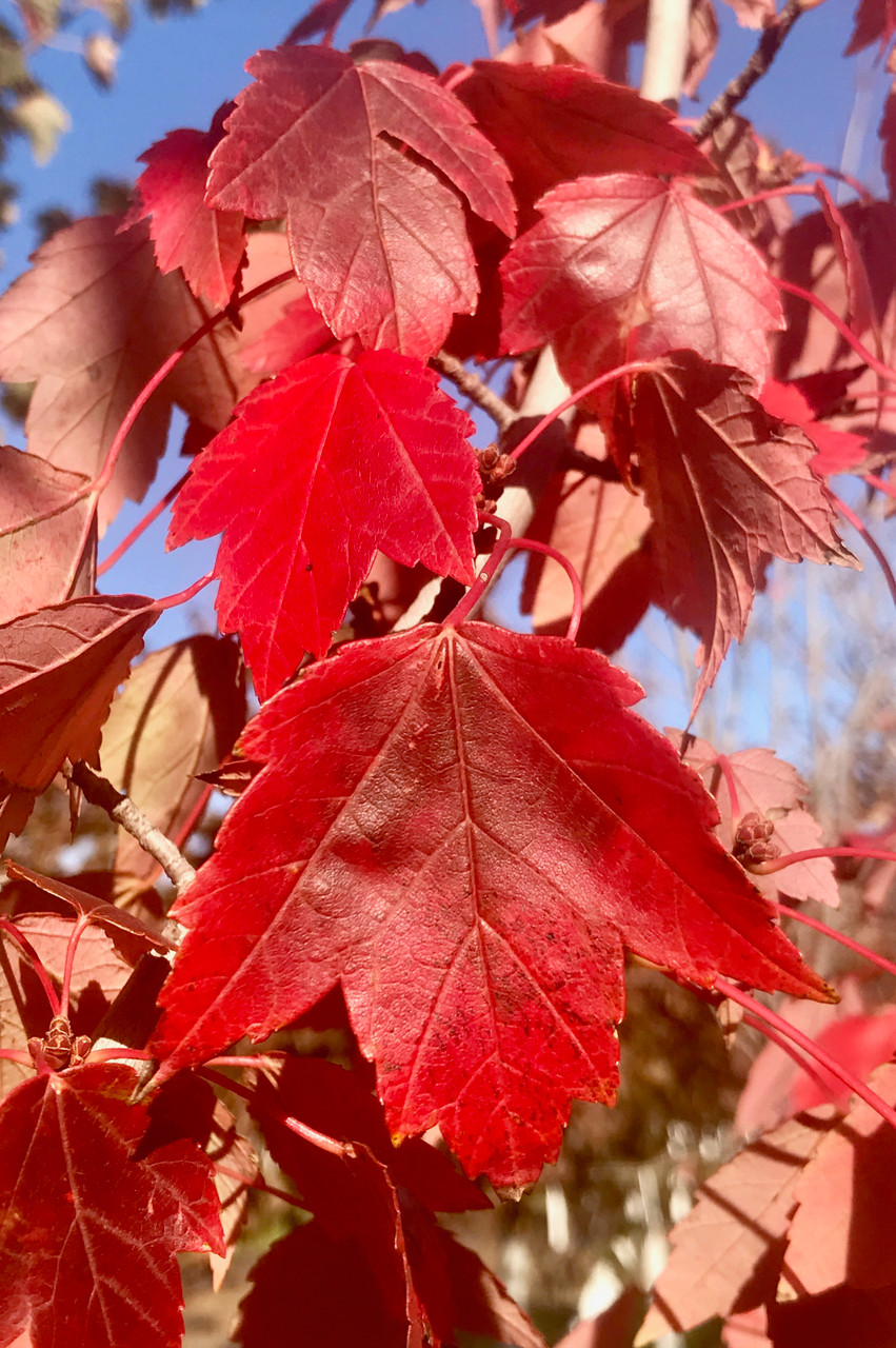 'Sun Valley' Red Maple