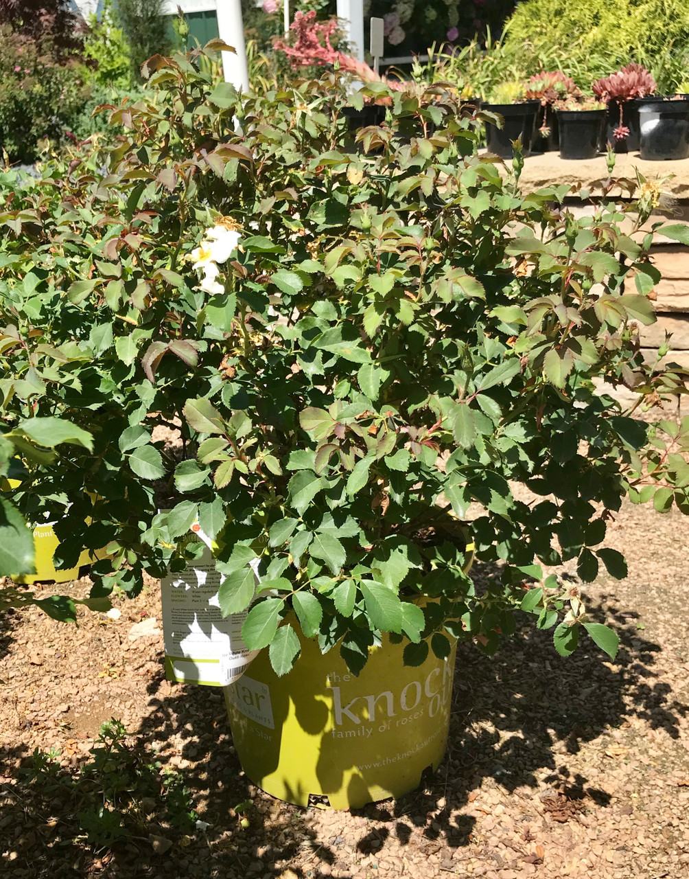 White Knock Out Rose TimberPine