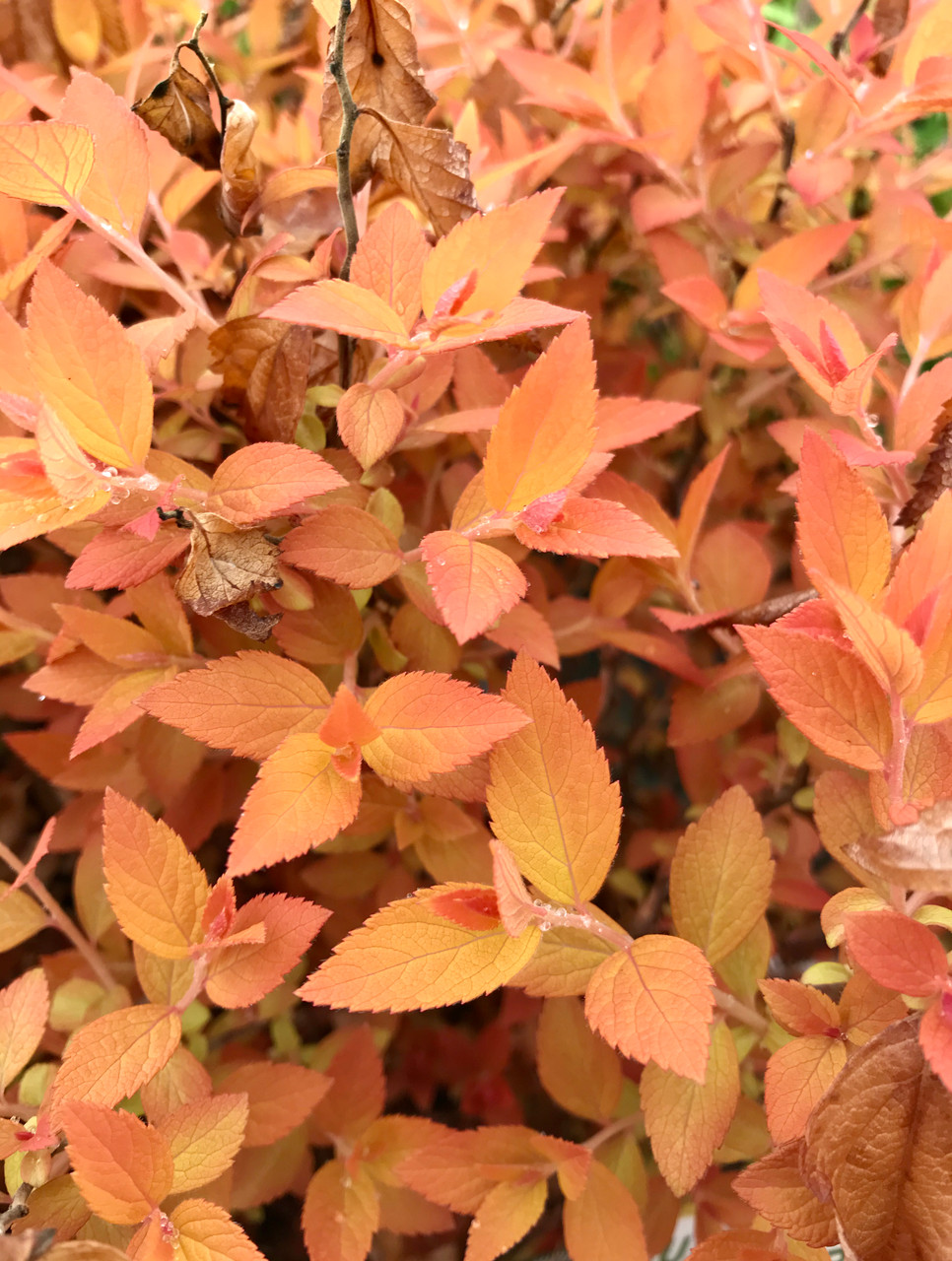 Japanese Spirea, Double Play Candy Corn TimberPine