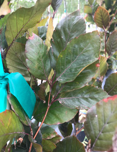 European Beech, Dawyck Purple European Beech, Dawyck Purple