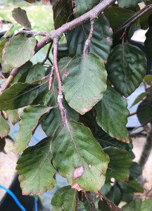 Leaves in late summer. TimberPine