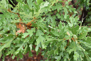 Gambel Oak Gambel Oak