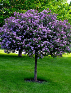 Lilac, Bloomerang Dark Purple,  on Standard (dwarf) Lilac, Bloomerang Dark Purple,  on Standard (dwarf)