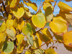 Hybrid Linden, Harvest Gold Hybrid Linden, Harvest Gold