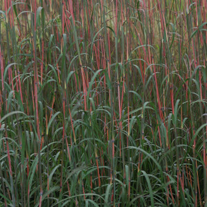 Big Bluestem, Holy Smoke Big Bluestem, Holy Smoke