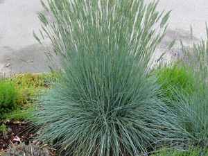 Blue Fescue, Beyond Blue Blue Fescue, Beyond Blue