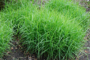 Palm Sedge Palm Sedge