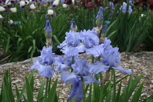 Bearded Iris, Babbling Brook Bearded Iris, Babbling Brook