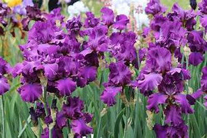 Bearded Iris, Sultry Mood Bearded Iris, Sultry Mood
