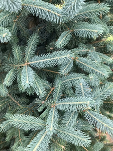 Black Hills Spruce, Skinny Blue Genes Black Hills Spruce, Skinny Blue Genes