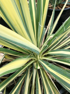 Common Yucca, Color Guard Common Yucca, Color Guard