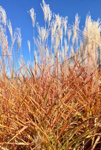 Autumn flame grass in early fall. Autumn flame grass in early fall.