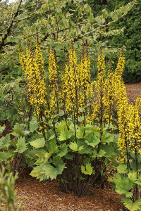 Leopard Plant, Little Rocket