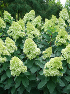 Panicle Hydrangea, Limelight Prime Panicle Hydrangea, Limelight Prime