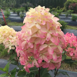 Panicle Hydrangea, Quick Fire Fab