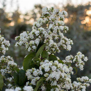 Seven-son Flower, Tianshan Seven-son Flower, Tianshan