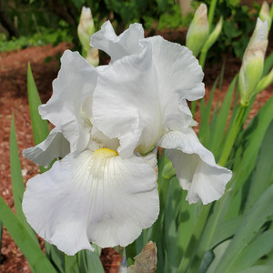 Bearded Iris, Immortality Bearded Iris, Immortality