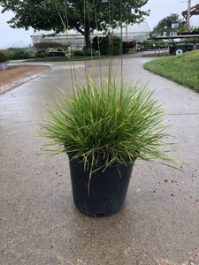1 gallon container 1 gallon container