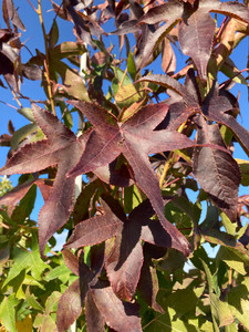 Foliage in early autumn. TimberPine