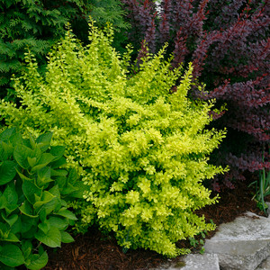 Barberry, Sunjoy Citrus