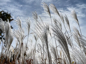 Silver Feather Grass Silver Feather Grass