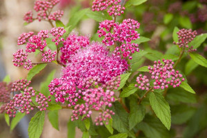 Birchleaf Spirea, Pink Sparkler