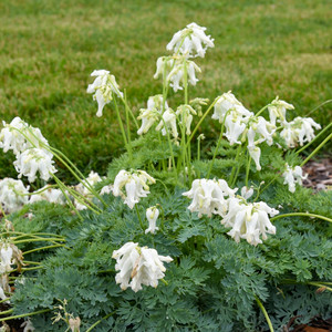 Dicentra 'White Diamonds', Bleeding Heart 'White Diamonds' Dicentra 'White Diamonds', Bleeding Heart 'White Diamonds'