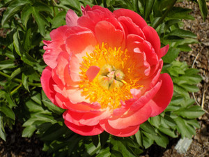 Peony 'Coral Sunset' --photo courtesy of Missouri Botanical Center Peony 'Coral Sunset' --photo courtesy of Missouri Botanical Center