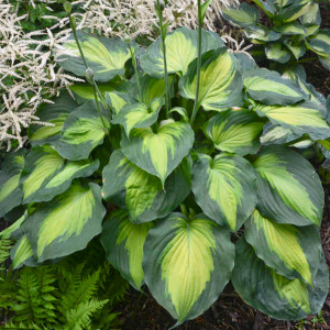 Hosta 'Beyond Glory' -- photo courtesy of Walter's Gardens