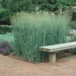'Heavy Metal' in the landscape. ©Walters Gardens, Inc. 'Heavy Metal' in the landscape. ©Walters Gardens, Inc.