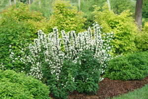Mock Orange, Illuminati Tower Mock Orange, Illuminati Tower
