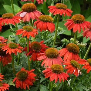 Coneflower, Artisan Red Ombre Coneflower, Artisan Red Ombre