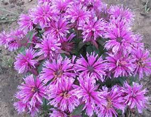 Bee Balm, Leading Lady Orchid Bee Balm, Leading Lady Orchid