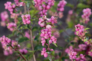 Coralberry, Candy