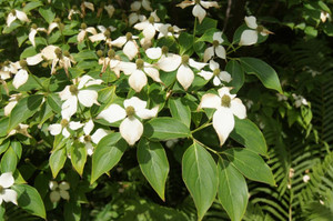 courtesy of The Morton Arboretum courtesy of The Morton Arboretum