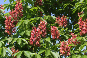 Buckeye, Mystic Ruby Buckeye, Mystic Ruby