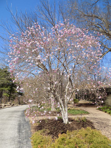 Image courtesy of Missouri Botanical Garden