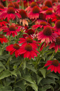 Coneflower, Sombrero Salsa Red Coneflower, Sombrero Salsa Red