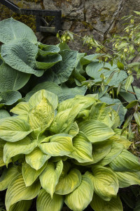 Hosta, Guacamole Hosta, Guacamole
